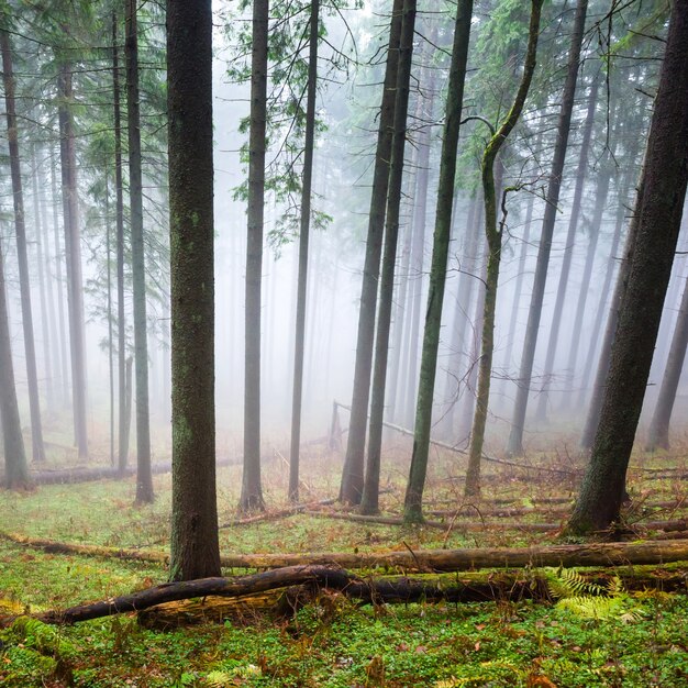 Brouillard mystérieux dans la forêt verte avec des pins