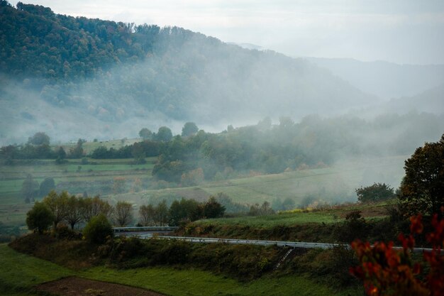 Brouillard et nuages dans la forêt de montagne