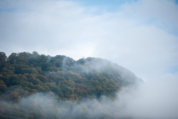 Brouillard et nuages dans la forêt de montagne