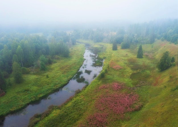Brouillard sur la rivière et fleurs d'épilobe ou Ivan Chai et la forêt tôt le matin en automne