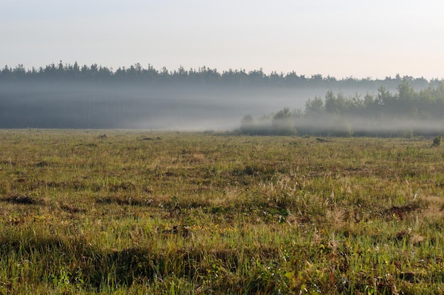 Le brouillard se glisse sur le terrain par un matin d'août ensoleillé