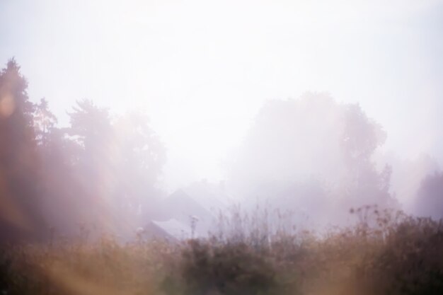 Photo brouillard sur le terrain. nature du soir en été avec brouillard blanc.