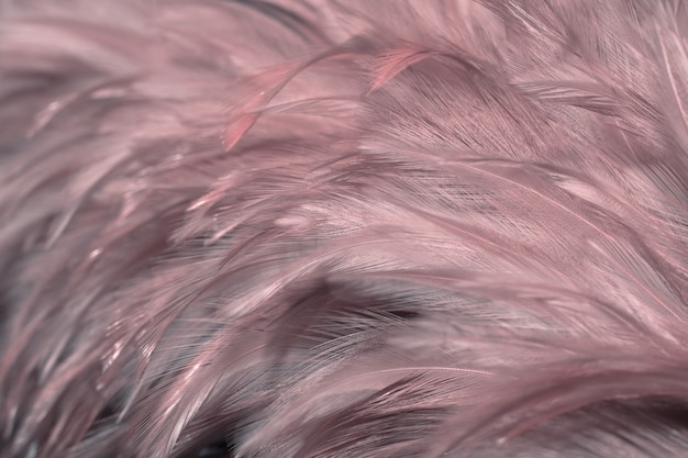 Brouiller la texture de plume de poulets oiseaux pour le fond, Fantasy, Résumé, couleur douce de la conception de l&#39;art.