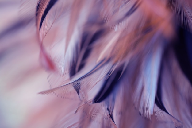 Photo brouiller la texture de plume de poulets oiseaux pour le fond, fantasy, résumé, couleur douce de la conception de l'art.