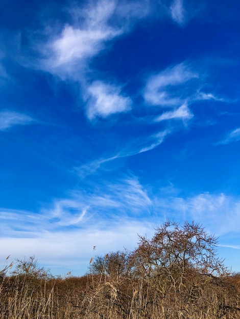 Photo des broussailles surmontées d'un ciel bleu avec des nuages vivants