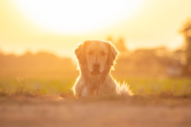 Brown Golden Retriever allongé dans la rizière au coucher du soleil