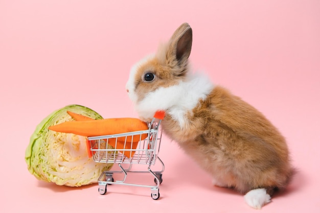 Brown mignon bébé lapin debout et tenir le caddie avec des bébés carottes Belle action de jeune lapin comme shopping