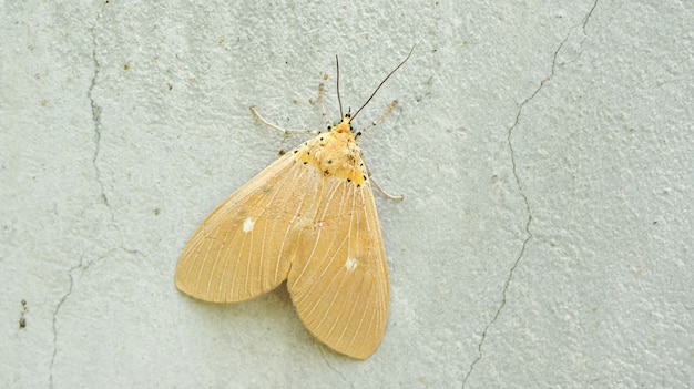 Brown Moth sur un mur de ciment gris.