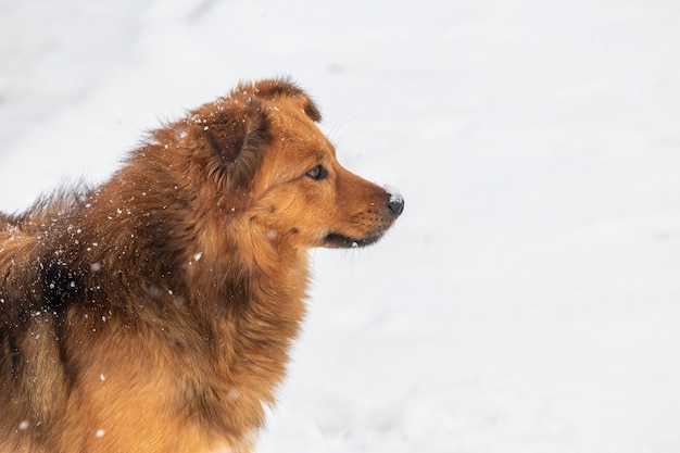 Brown shaggy dog close up de profil en hiver lors d'une chute de neige