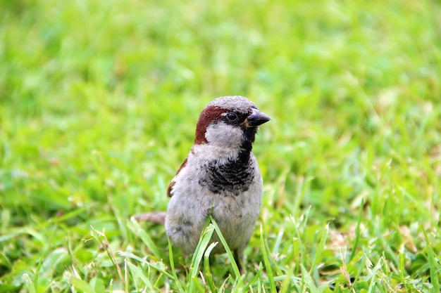 Bruant brun assis dans l'herbe verte libre