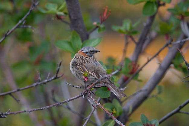 Bruant à collier roux sur une branche