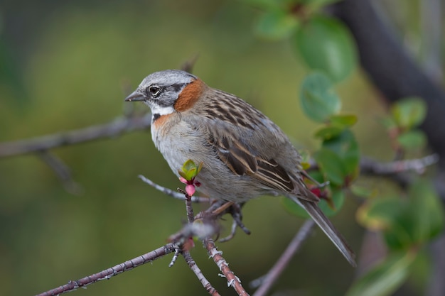 Bruant à collier roux sur une branche