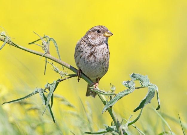 Bruant du maïs adulte (Emberiza calandra) se trouve sur une fine branche d'herbe de colza à fleurs jaune