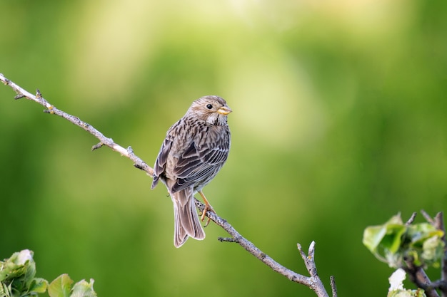 Bruant du maïs Miliaria calandra oiseau chantant au printemps sur vert