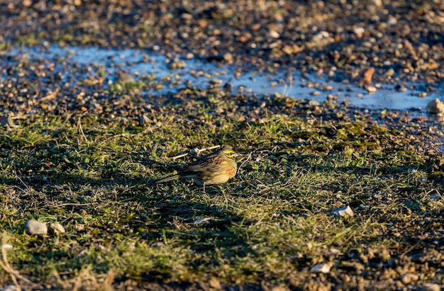 Bruant à gorge blanche juvénile Zonotrichia albicollis recueille de la nourriture dans l'herbe