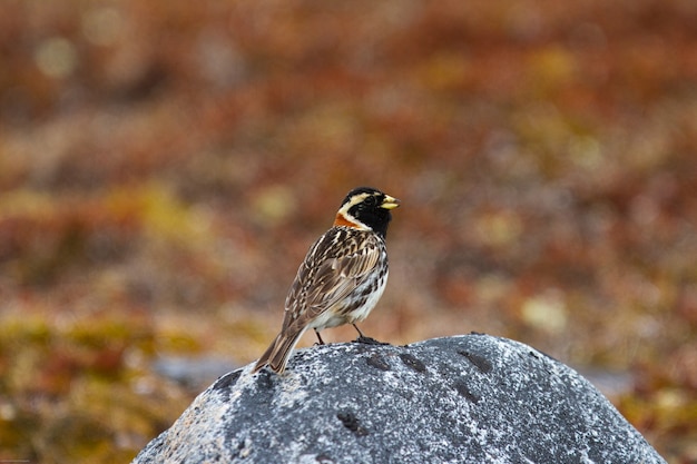 Bruant de Laponie oiseau debout sur un rocher