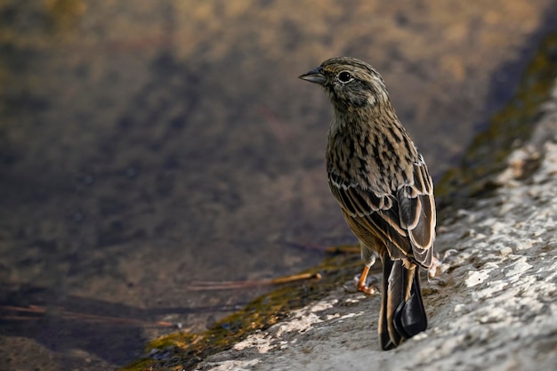 Bruant Montesinos ou Emberiza cia famille des scribes passereaux