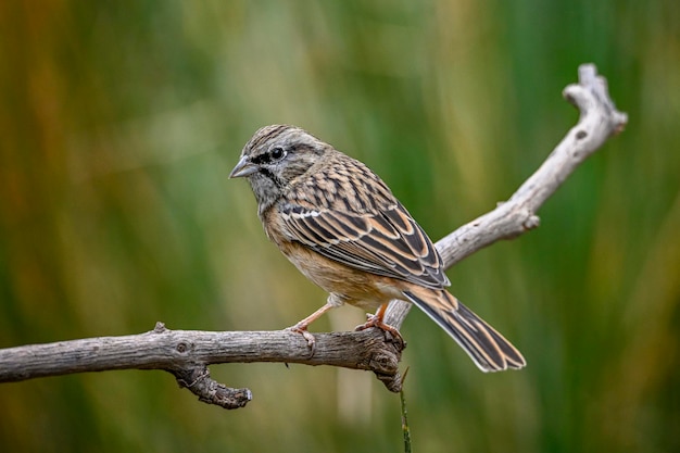 Bruant Montesinos ou Emberiza cia famille des scribes passereaux