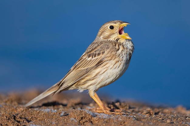 Bruant proyer Emberiza calandra Cordoue Espagne