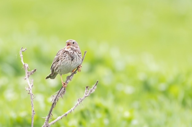 Bruant proyer Miliaria calandra assis sur un buisson