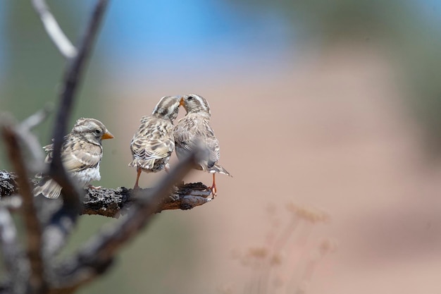 Bruant des rochers Petronia petronia Malaga Espagne