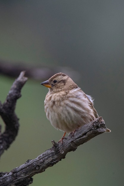 Bruant des rochers Petronia petronia Malaga Espagne