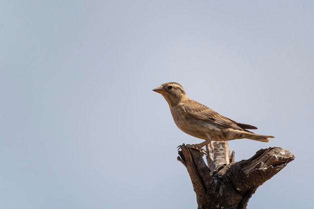 Bruant des rochers Petronia petronia Malaga Espagne