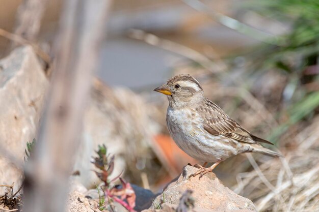 Bruant rocheux Petronia petronia Malaga Espagne