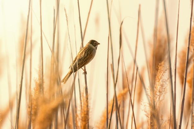 Bruant des roseaux (Emberiza schoeniclus) assis sur reed