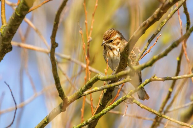 Bruant des roseaux femelle sur la branche (Emberiza schoeniclus)