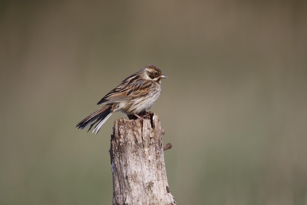 Bruants des roseaux ramassant des insectes pour leurs poussins