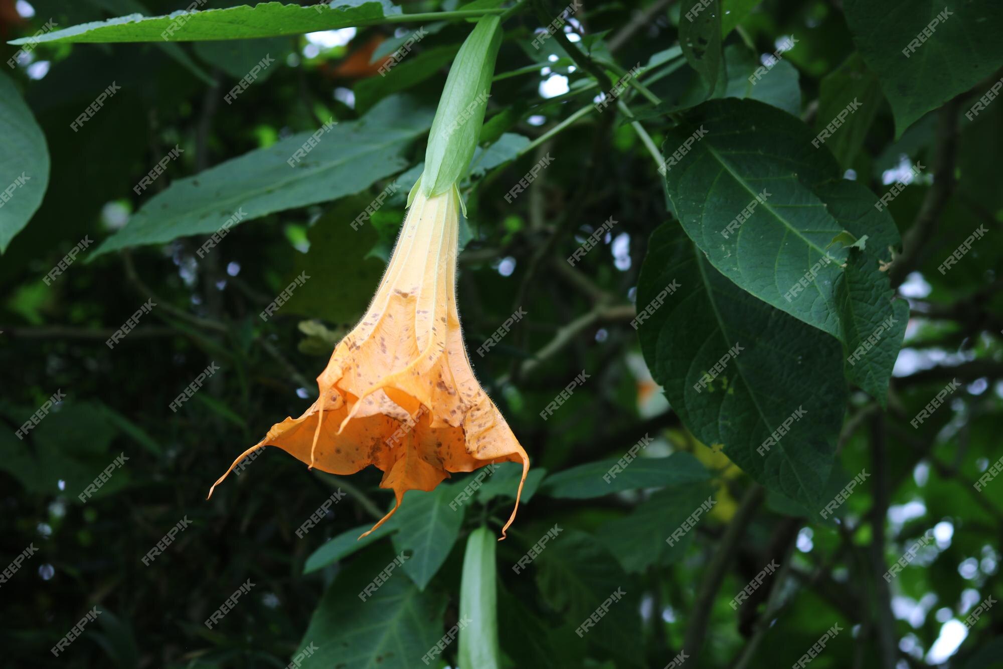 Brugmansia Aurea, Fleurs Jaunes En Forme De Trompette Dans Le Jardin. Belle  Fleur Et Nature Backgroun | Photo Premium