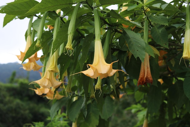 Brugmansia Aurea, fleurs jaunes en forme de trompette dans le jardin. Belle fleur et nature backgroun