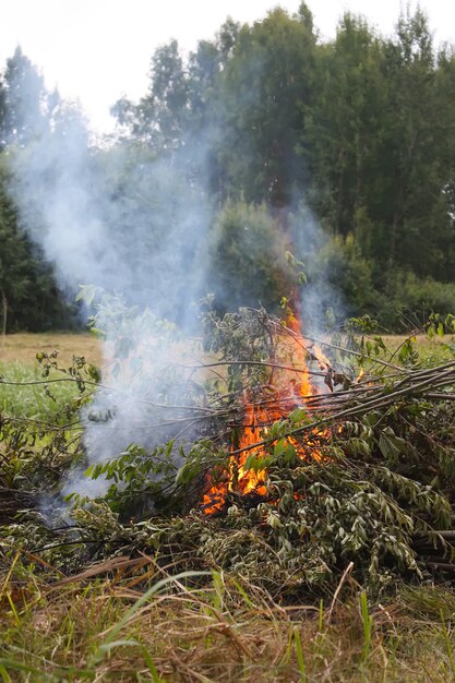 Brûler des branches d'arbres coupés sur le terrain