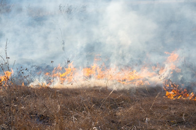 Brûler de l'herbe sèche sur le terrain pendant la journée libre brûlant de l'herbe sèche dans le champ flamme feu fumée cendres séchées