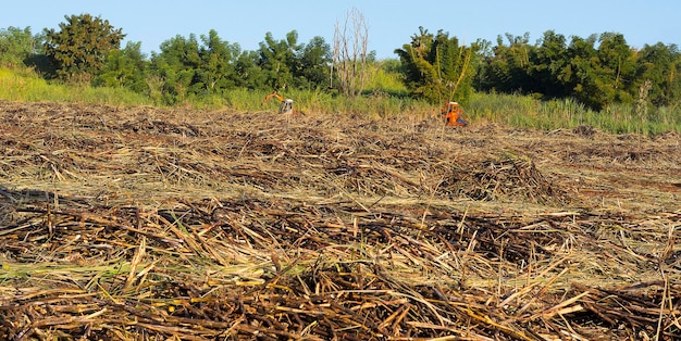 Brûler une plantation de canne à sucre par une journée ensoleillée