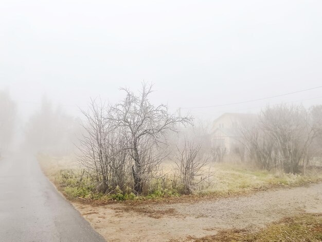 Brume dans le pays au début de l'hiver, arbres couverts de givre