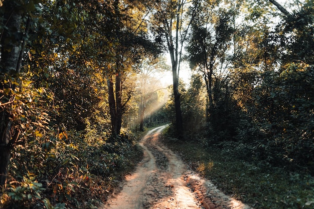 Brume dorée du matin dans la forêt et lumière du matin