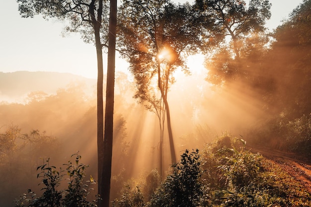 Brume dorée du matin dans la forêt et lumière du matin