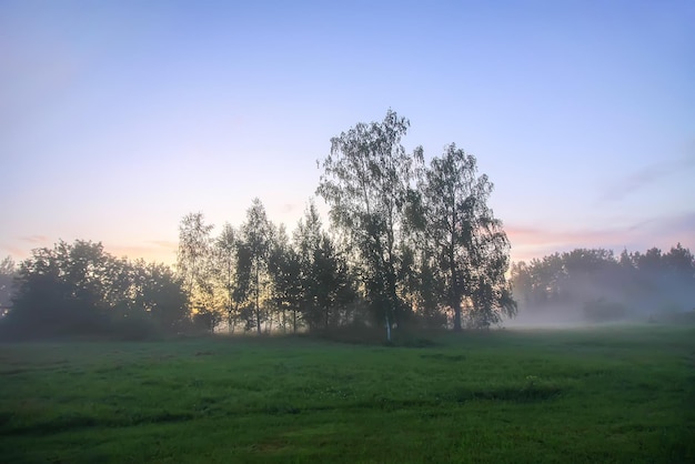 Brume du soir sur un champ de campagne en été.