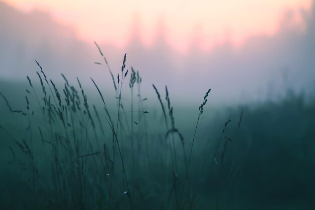 Brume du soir sur un champ de campagne en été.