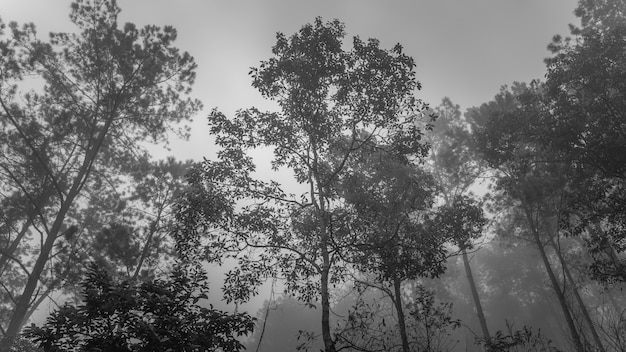 Brume de forêt tropicale