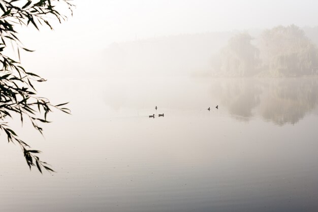 brume sur le lac avec reflet dans l'eau