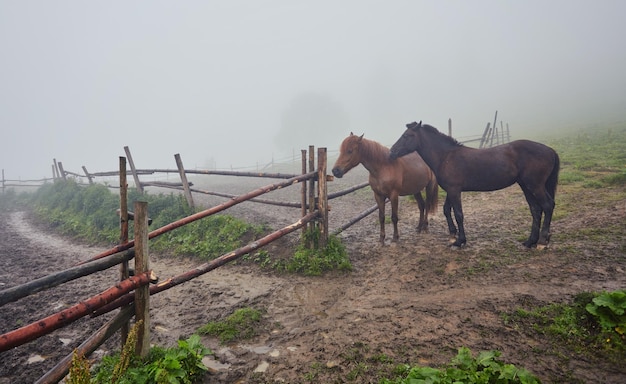 Brume matinale avec chevaux