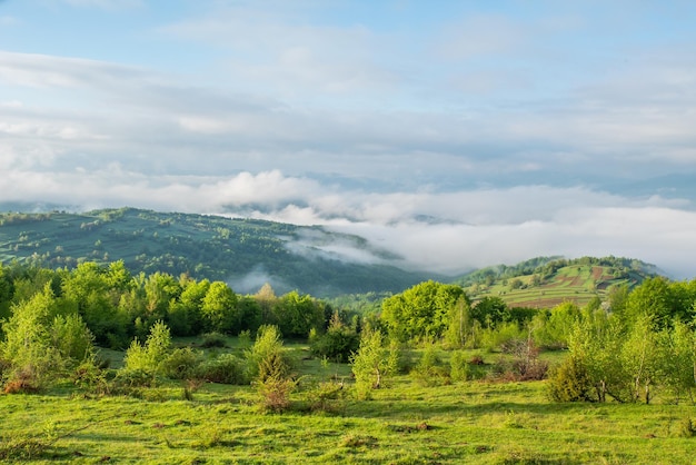 Brume matinale dans les montagnes par une chaude journée d'été Paysage de brouillards dans les montagnes