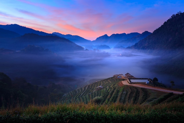 Brume matinale à la terrasse du thé, Doi Angkhang à Chiangmai, Thaïlande.