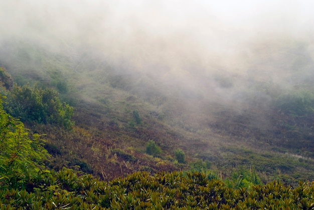 Brume nuageuse et lambeaux de brouillard bas sur la végétation humide dans une sombre vallée de montagne par temps de pluie