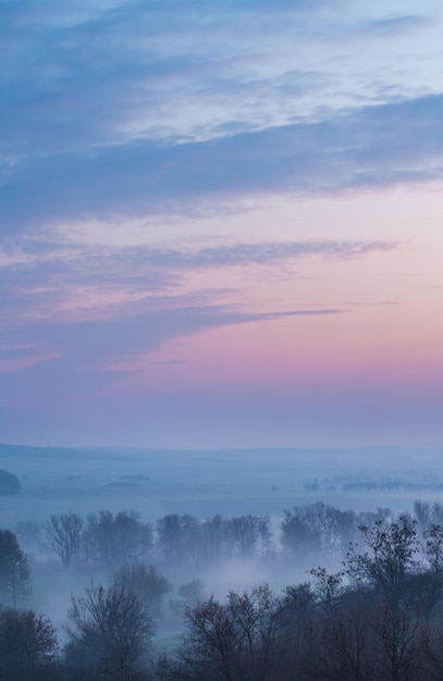 Brume printanière