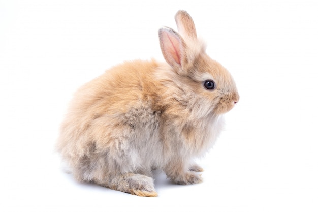 Brun adorable bébé lapin sur fond blanc.