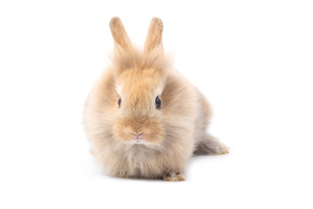 Brun adorable bébé lapin sur fond blanc.